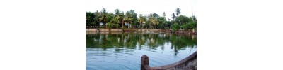 திருக்கொலிலி - ஆவணி விதங்கர் - பிருங்க நடனம்